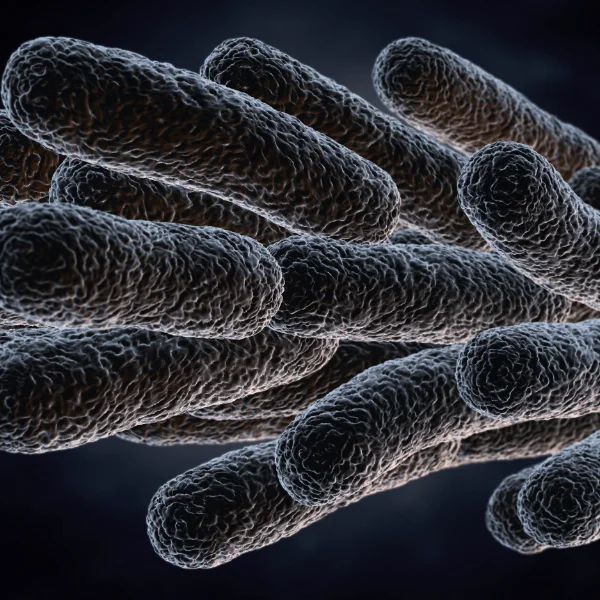 Legionellen Mikroskop